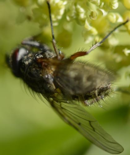 Phaonia errans